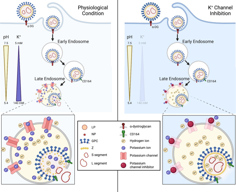 An illustration compares normal and potassium channel inhibition. LCMV enters cells through endocytosis. The decreasing pH level triggers a receptor switch. Potassium ions destabilize the viral matrix, allowing viral escape from the endosome.