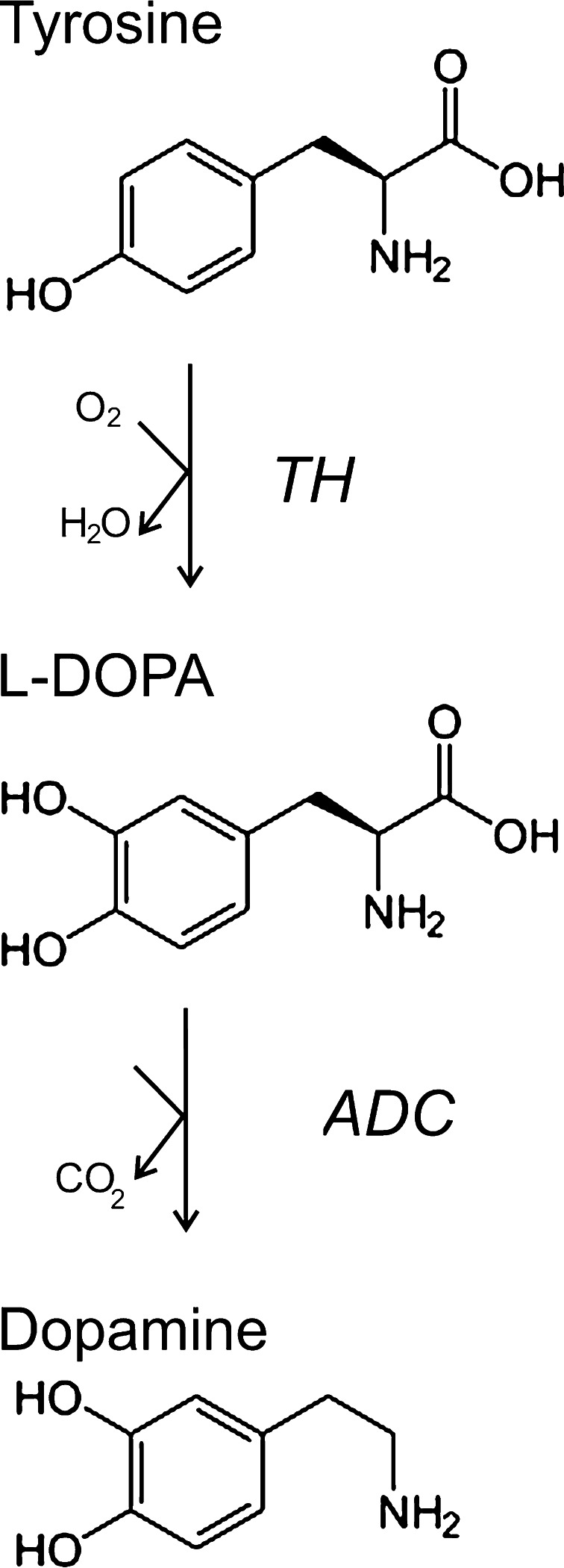 Fig. 1