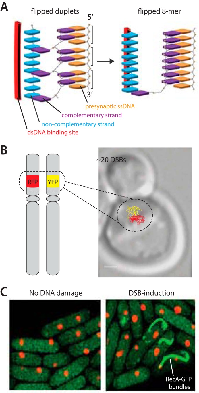 FIGURE 4.