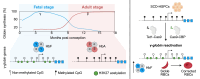 Graphical Abstract
