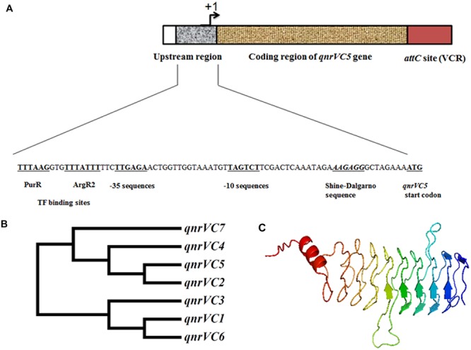 FIGURE 1