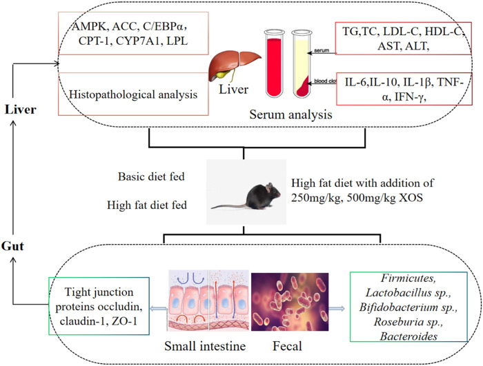 GRAPHICAL ABSTRACT