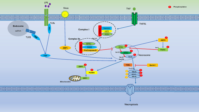 Figure 1