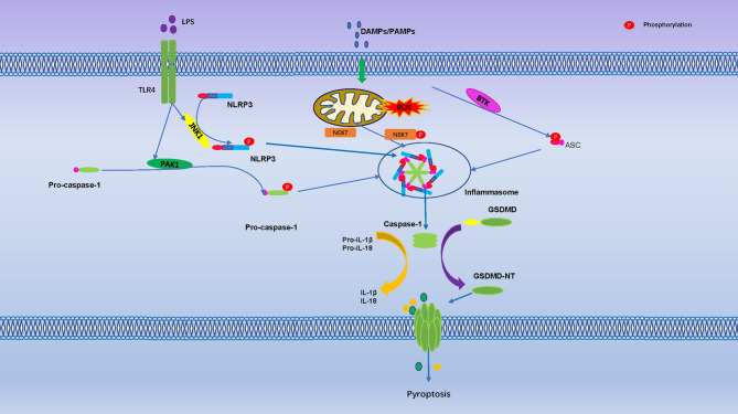 Figure 3