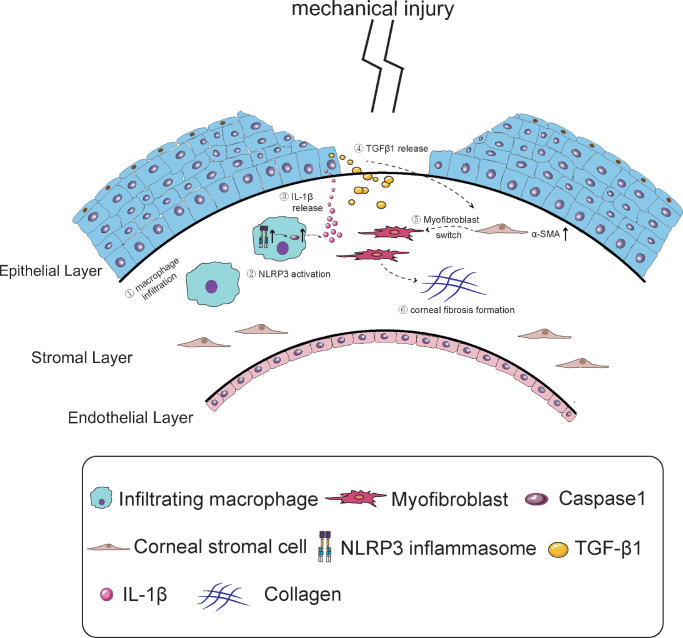 The NLRP3 Activation in Infiltrating Macrophages Contributes to Corneal ...