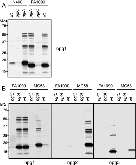 FIG. 3.