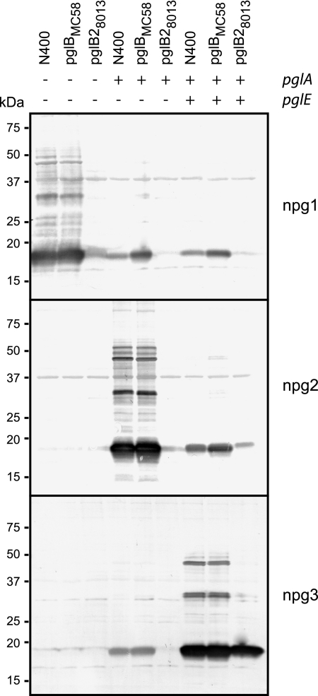 FIG. 7.