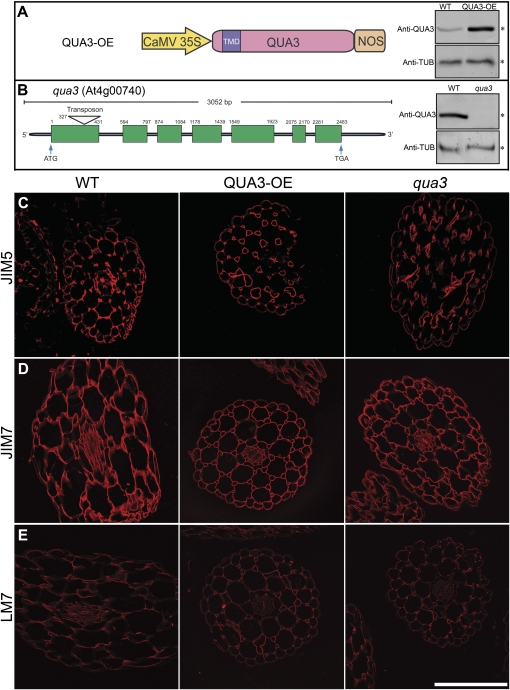 Fig. 9.