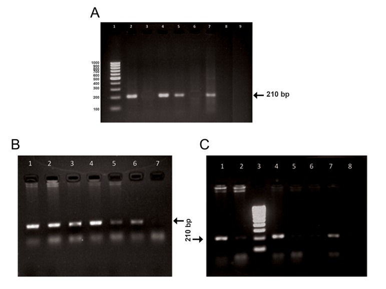 Fig.1