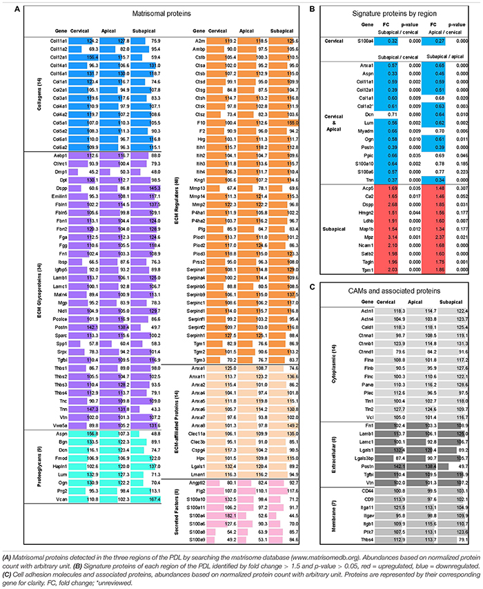 graphic file with name fphys-11-00174-i001.jpg