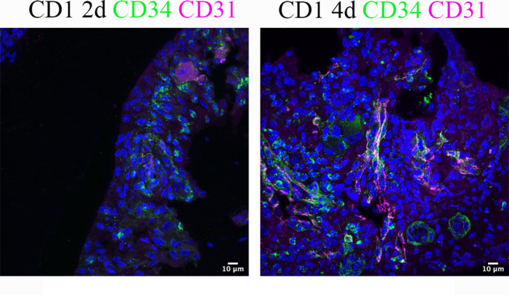 Figure 3—figure supplement 1.