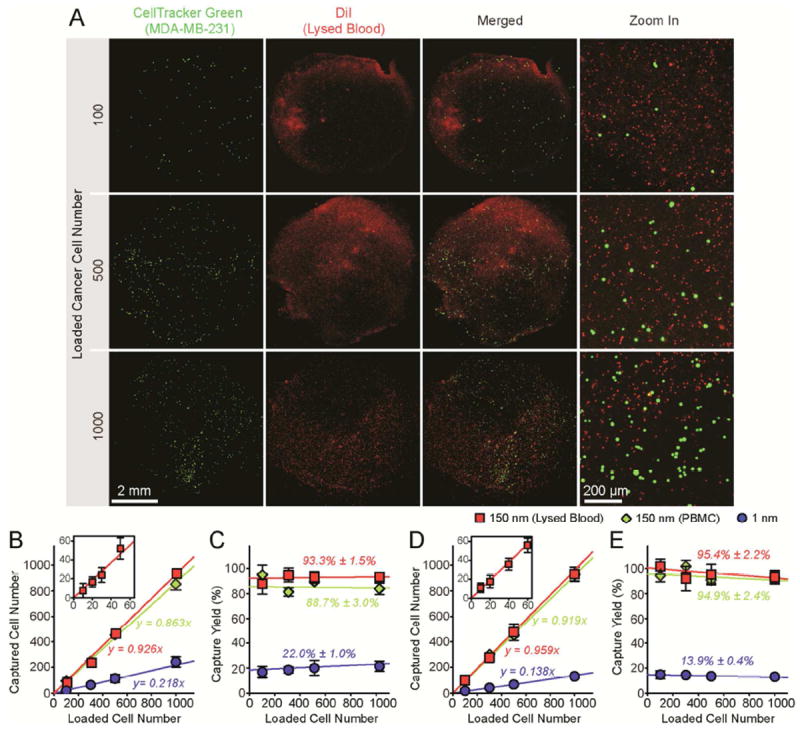 Nanoroughened Surfaces for Efficient Capture of Circulating Tumor Cells ...