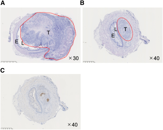 Figure 4