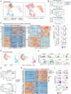 Figure 5. Myeloid and fibroblast populations from tumor-bearing pancreata display distinct transcriptomic signatures compared with their nontumor counterparts. A, Left, UMAP of extracted myeloid cells from the single-cell dataset of healthy, adjacent normal, and tumor samples. Populations are identified by color. Right, UMAP overlay of disease states on extracted myeloid cells from the single-cell dataset of healthy, adjacent normal, and tumor samples. AdjNorm, adjacent normal; AltAct, alternatively activated macrophages; cDC, conventional dendritic cells; pDC, plasmacytoid dendritic cells; Mac, macrophage. B, PCA plots of pseudobulk-aggregated counts from specific myeloid cell populations. Each dot represents one aggregated single-cell sequencing sample. C, Top differentially expressed genes between alternatively activated macrophages (left) and resident macrophages (right) from healthy (blue) and tumor (orange) samples. D, Violin plots of normalized expression of select TAM markers comparing healthy to tumor samples. Adjusted P value for significantly differentially expressed markers: CXCL8 4.64E-59. E, Left, UMAP of extracted fibroblast and pericyte cells from the single-cell dataset of healthy, adjacent normal, and tumor samples. Populations are identified by color. Right, UMAP overlay of disease states on extracted fibroblast/pericyte cells from the single-cell dataset of healthy, adjacent normal, and tumor samples. F, Violin plots of normalized expression of select fibroblast markers mapped across fibroblast and pericyte populations. Adjusted P value for significantly differentially expressed markers: PDGFRA 1.58E-308, ACTA2 1.85E-261, TAGLN 1.18E-117, DPT 2.00E-67, and FAP 3.63E-308. G, PCA plots of pseudobulk-aggregated counts from fibroblast (top) and pericyte (bottom) populations. Each dot represents one aggregated single-cell sequencing sample. H, Top differentially expressed genes between fibroblasts from healthy (blue) and tumor (orange) samples. I, Violin plots of normalized expression of select fibroblast markers comparing healthy to tumor samples.