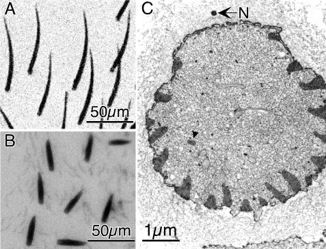 Figure 10.