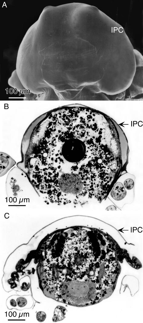 Figure 9.