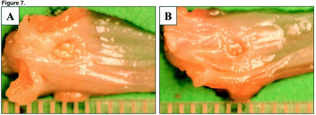 Figure 7.