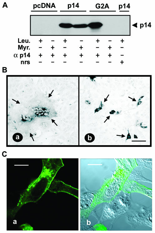 FIG. 7.