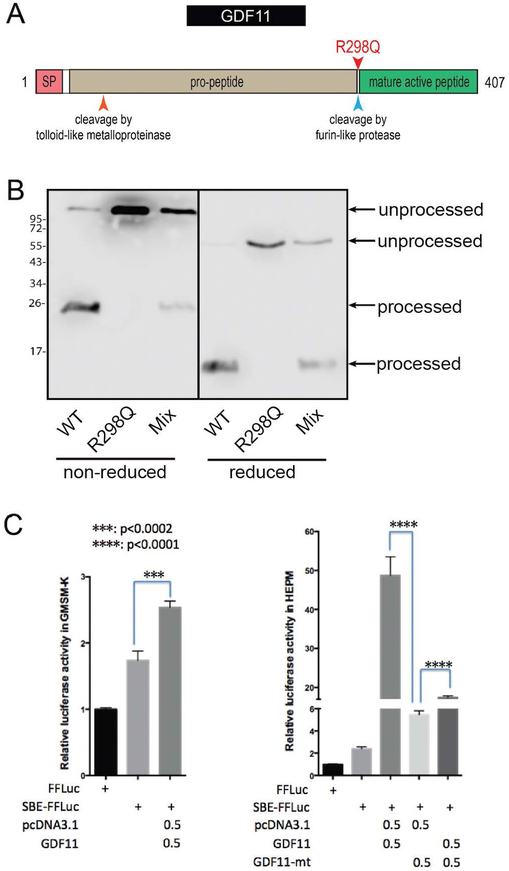 Figure 4: