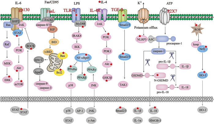 FIGURE 2