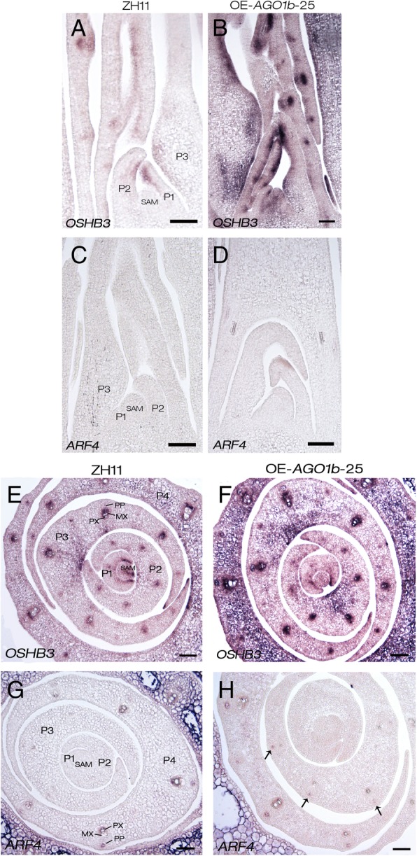 Fig. 9