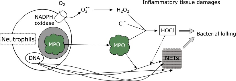 Fig. 1