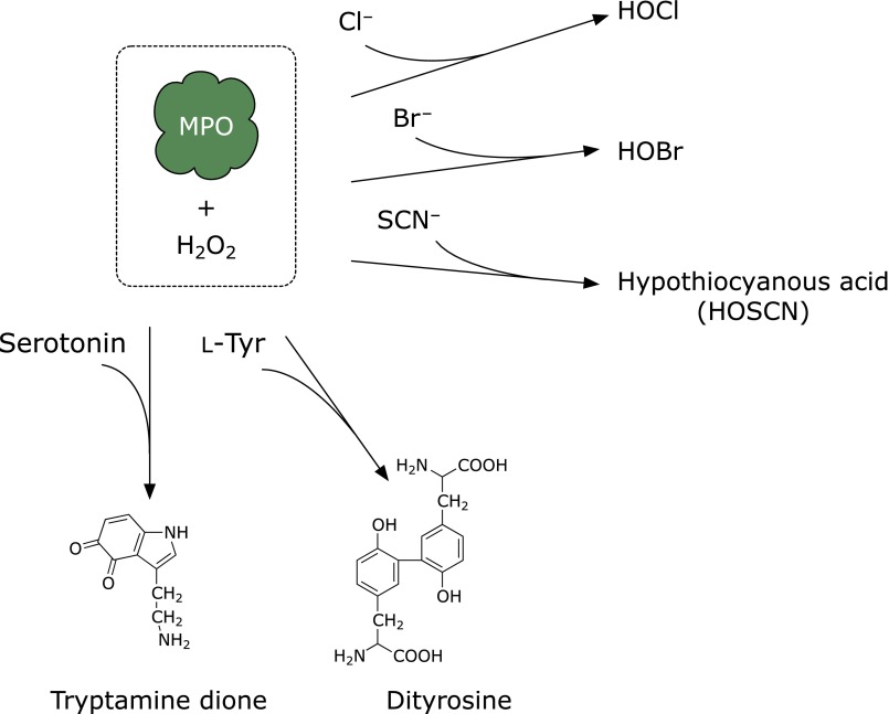 Fig. 2