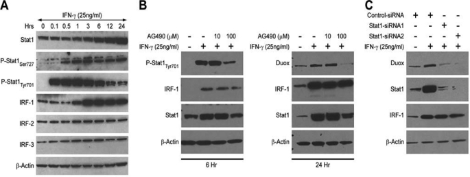 FIGURE 4.