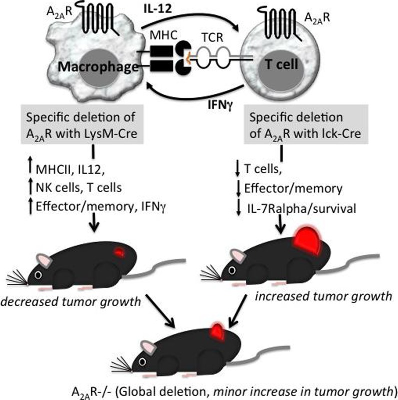 graphic file with name 11302_2014_9430_Figt_HTML.jpg