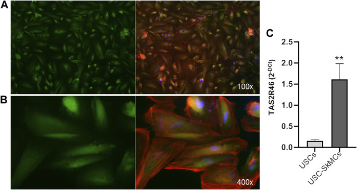 FIGURE 3