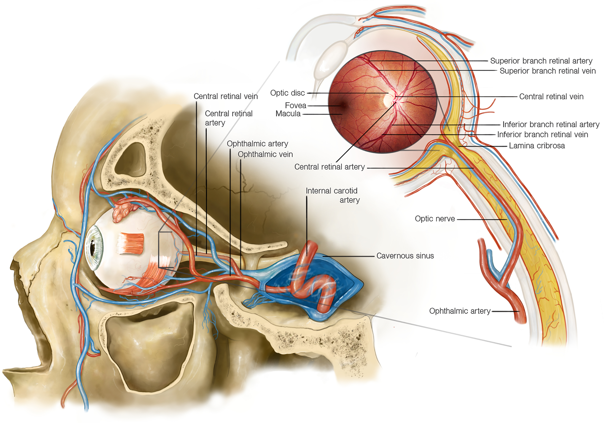 Figure 1: