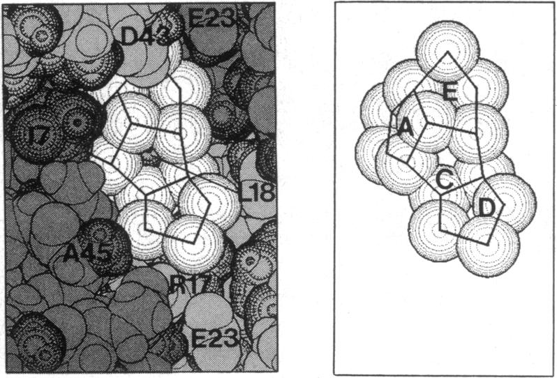 graphic file with name pnas00620-0112-a.jpg