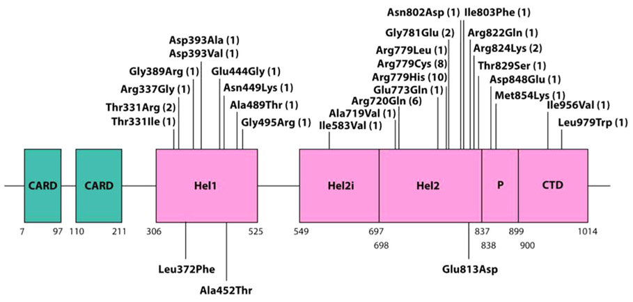 FIGURE 1