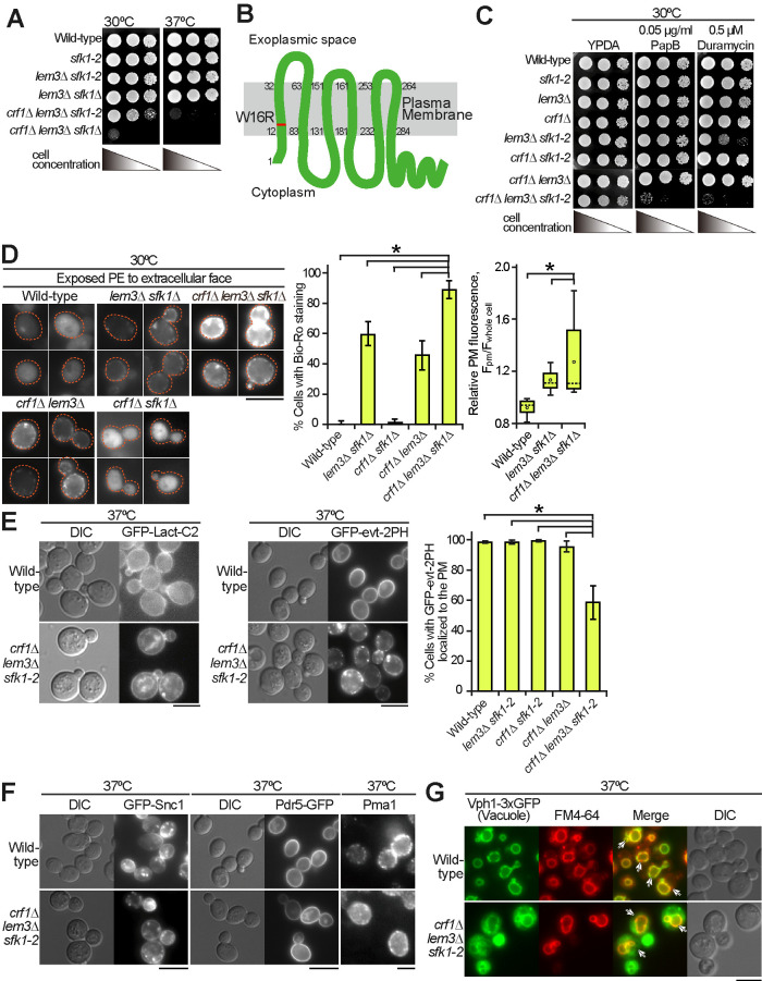 FIGURE 2: