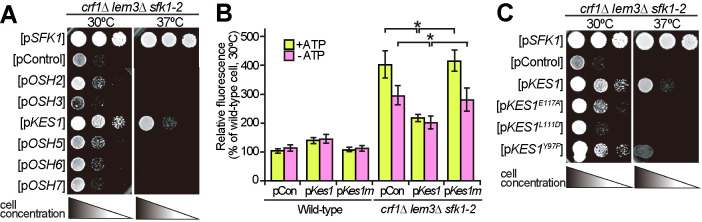 FIGURE 4: