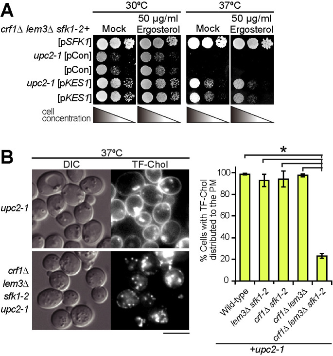 FIGURE 6: