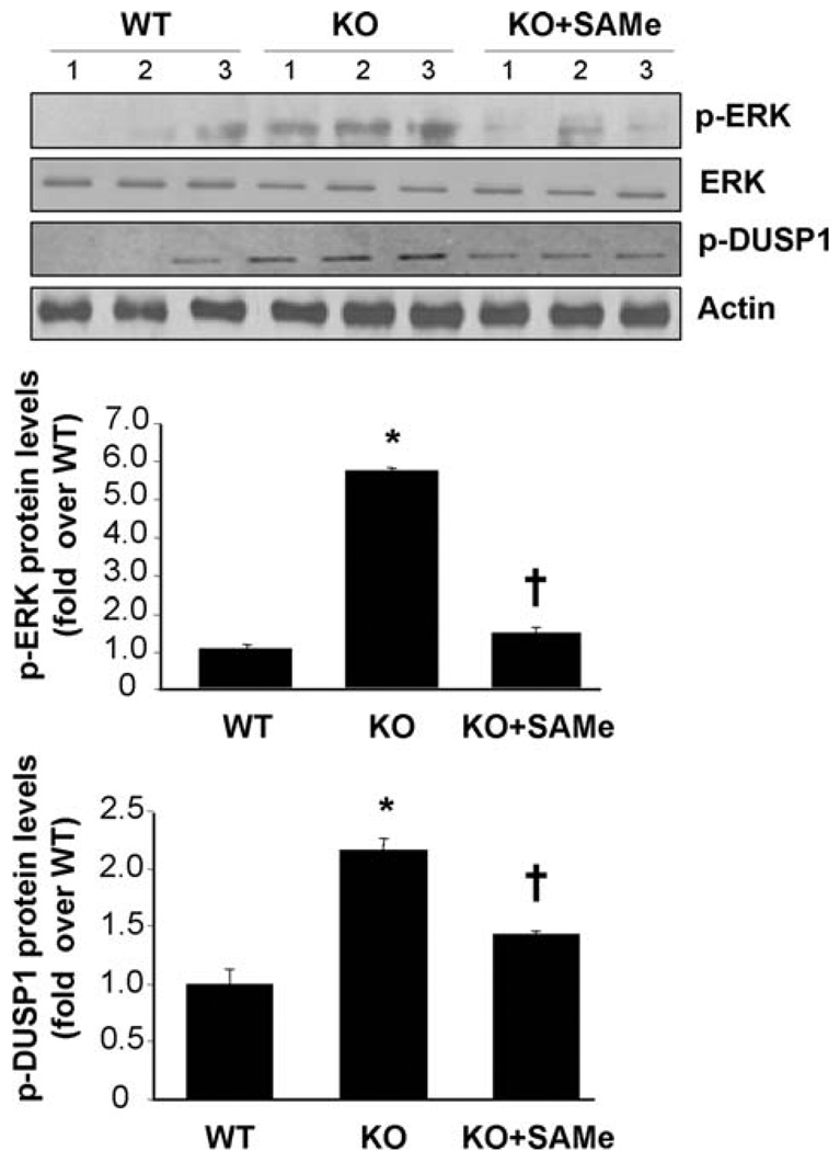 Fig. 8