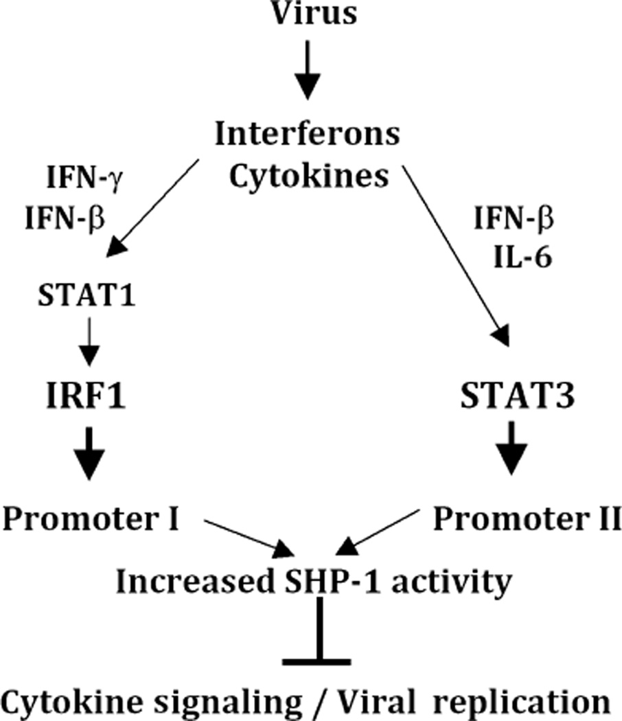 Fig. 11