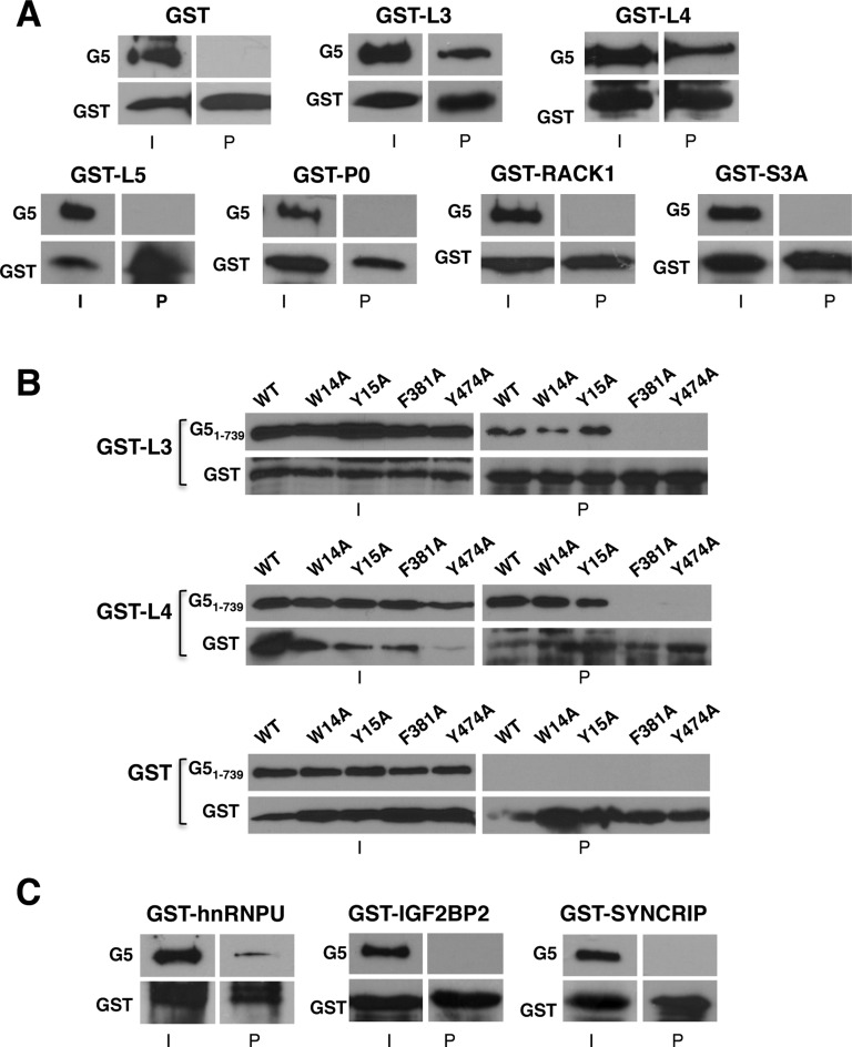 Figure 5.