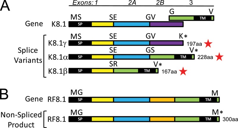 Fig 11