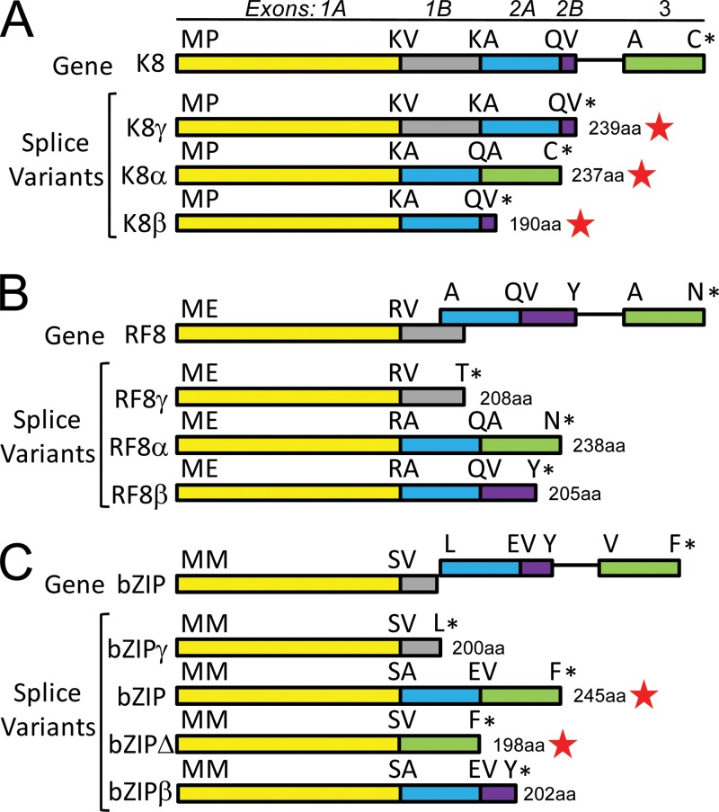 Fig 12