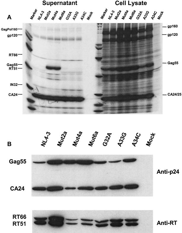 FIG. 3.