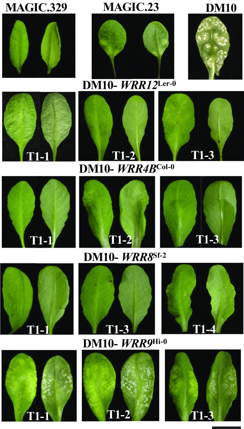 Fig. 4.