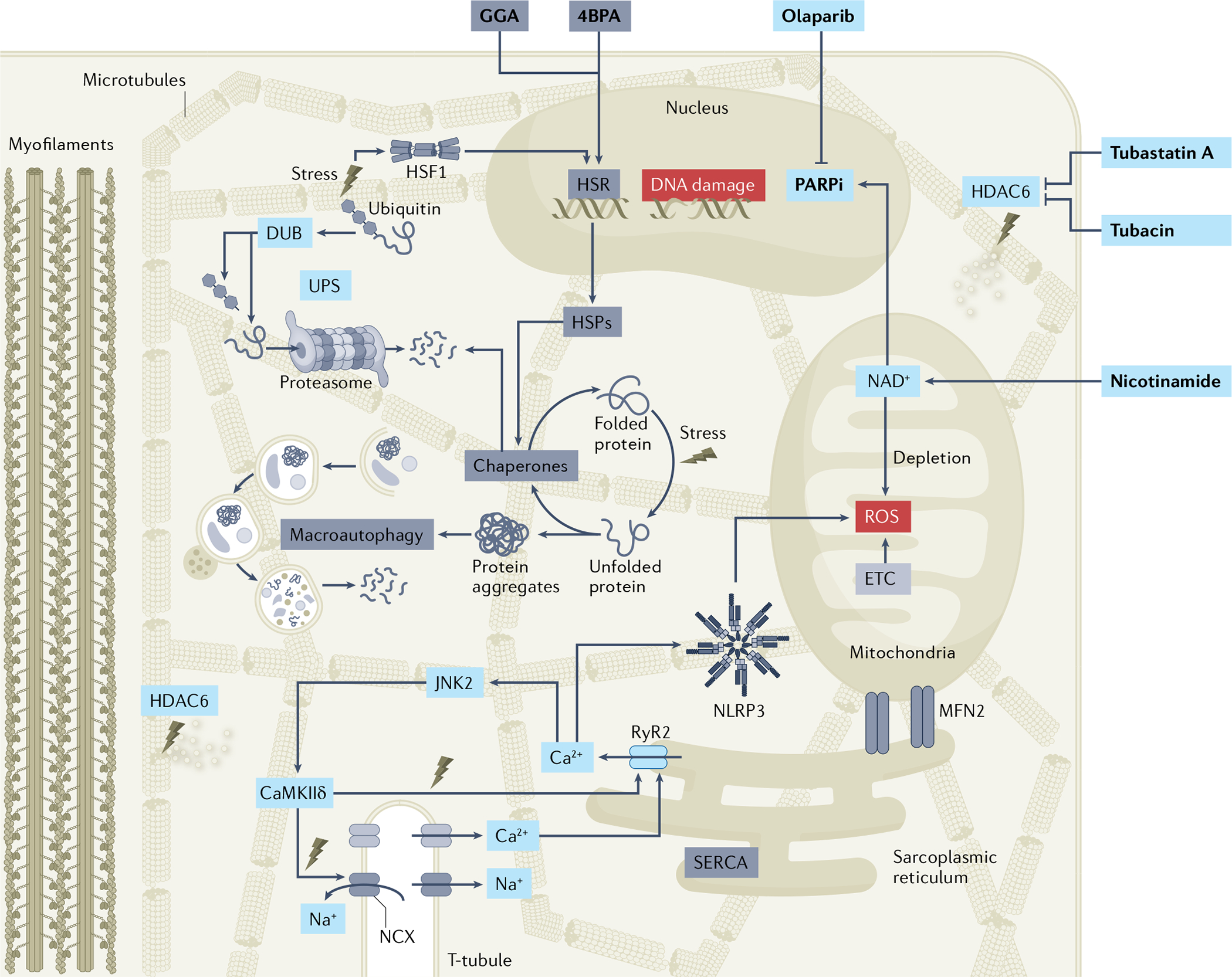 Fig. 4 |