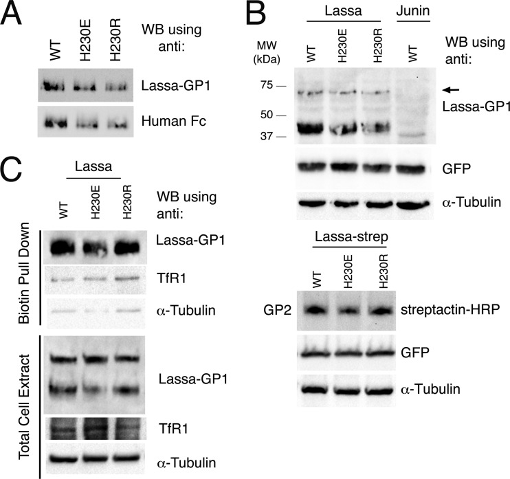 FIG 3