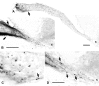 Fig. 8.