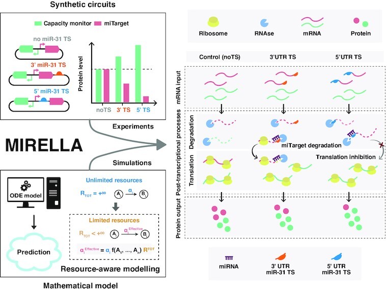 Graphical Abstract