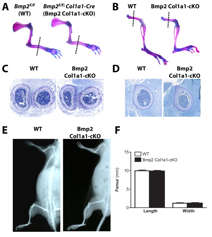 Figure 1—figure supplement 2.