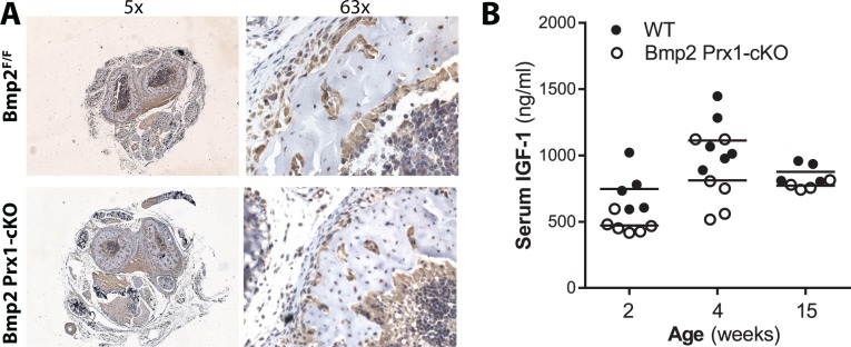 Figure 1—figure supplement 1.