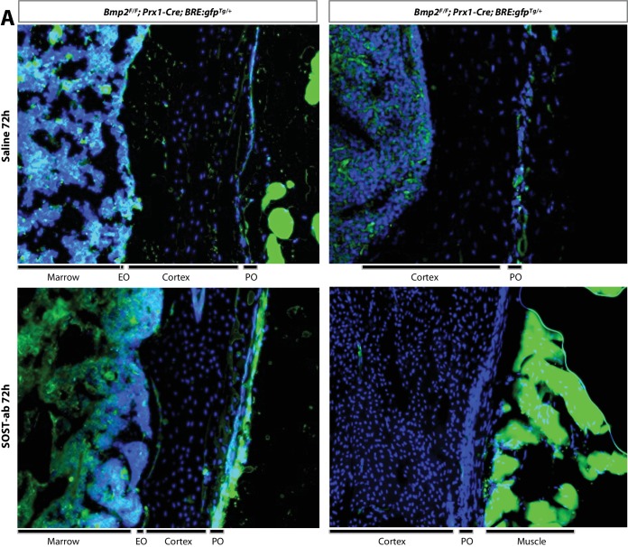 Figure 9—figure supplement 1.